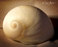 seashell-1